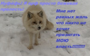 Create meme: dog, wolves are symbols with meaning, sorry pictures of wolves