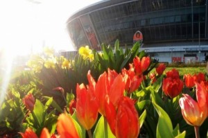 Create meme: tulip, tulips, Good morning, Donetsk