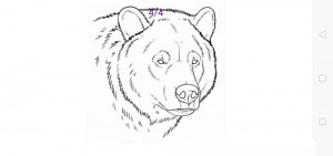 Создать мем: эскиз медведя, медведь рисунки, белый медведь морда эскиз