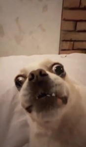 Create meme: animals funny, breed Chihuahua, dog