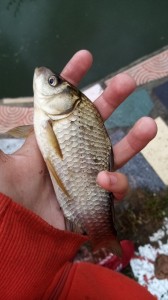 Create meme: large carp, live bait carp, carp