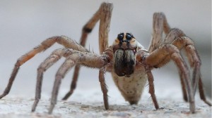 Создать мем: tarantula, гигантский паук, wolf spider