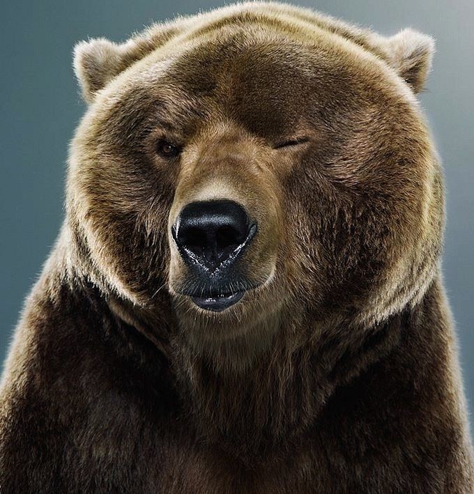 Create meme: grizzly bear , the bear smiles, everything will be fine cool