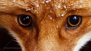 Create meme: the eyes of a Fox and the eyes of a dog, Fox eyes, the pupil of the Fox photos