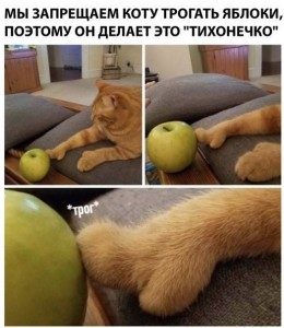 Создать мем: коты, Кошка, кошки