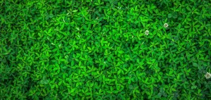 Create meme: in spring grass texture, green plants, hedge background
