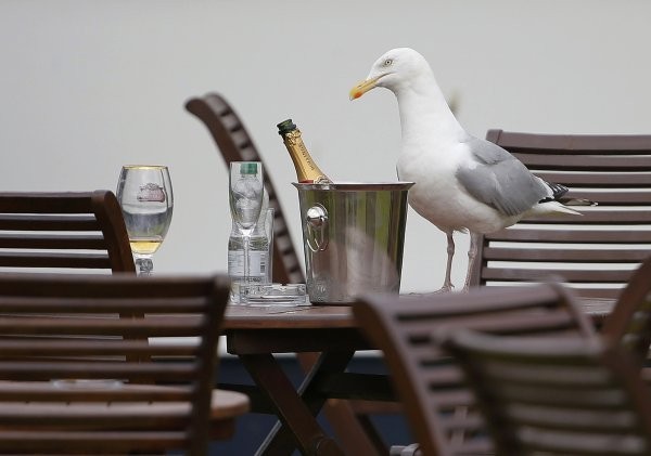 Create meme: Seagull bird, for the seagull, The seagull is drinking