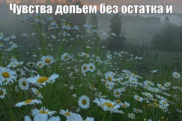 Create meme: The beauty of chamomile nature, chamomile field, field with daisies