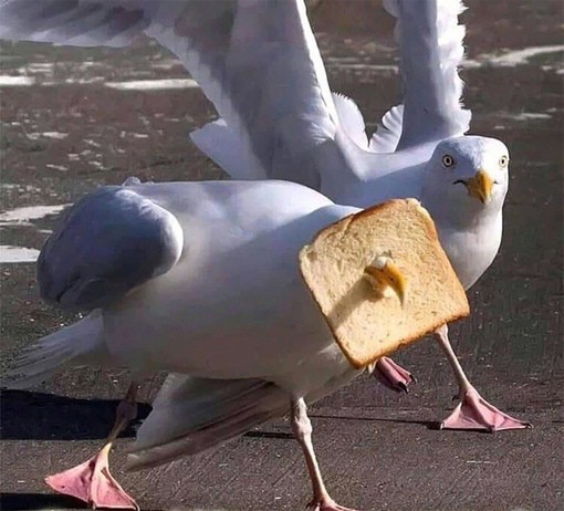 Create meme: Seagull funny, funny seagulls, tea with toast