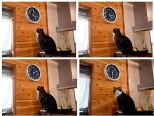 Создать мем: кот и часы мем шаблон, котики, коты