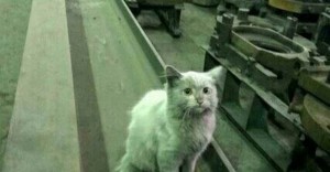Создать мем: цеховой кот, кот в цеху, котик на заводе