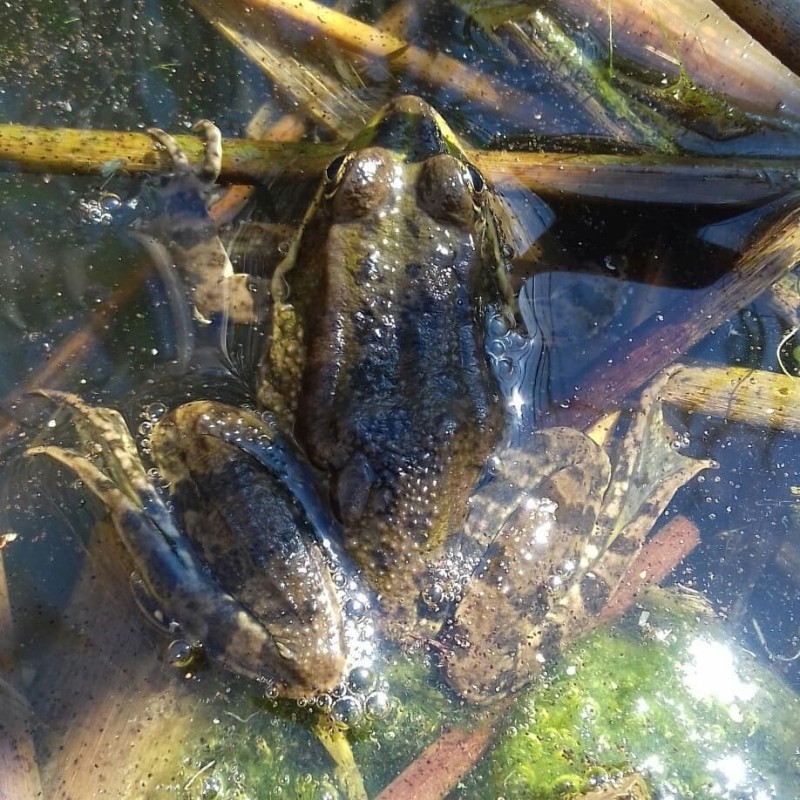 Create meme: lake frog, toad , frog 