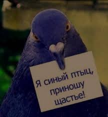 Create meme: blue bird, Blue birds bring happiness, Pigeon in