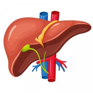 Create meme: liver, illustration