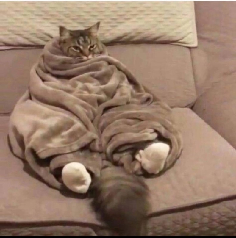 Create meme: the cat in the blanket, a cat wrapped in a blanket, The cat wrapped himself in a blanket