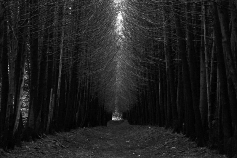 Create meme: dark forest, voronezh dark forest, dark forest