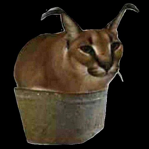 Create meme: caracal slap, slap cat in the basin, slap in the basin cat