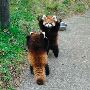 Создать мем: красная панда милая, малая красная панда, животное красная панда