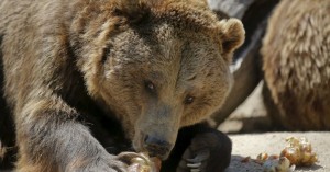 Создать мем: дикий медведь, медведь гризли, медведь ест мед