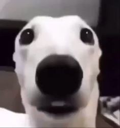 Create meme: dog funny