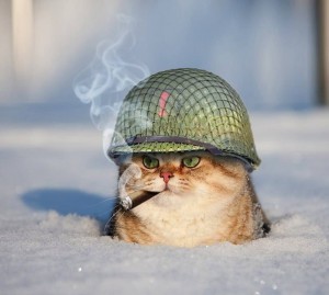 Create meme: memes cat in a helmet, cats in helmets, the cat in helmet