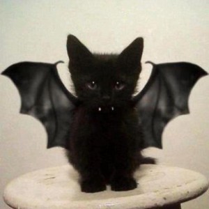 Create meme: bat, I'm a cat, vampire bat