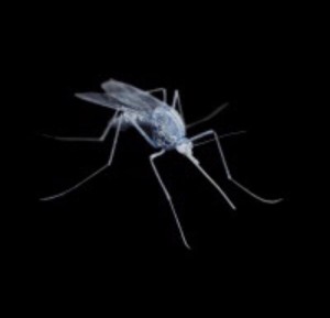 Создать мем: китайский комар, комар на белом фоне, комариный москит 3