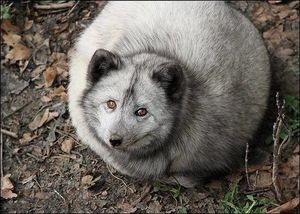 Create meme: full Fox , Arctic Fox, platinum arctic fox