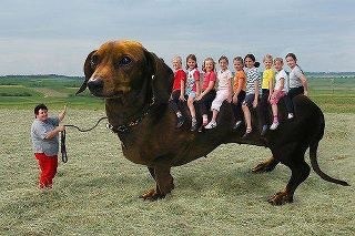 Create meme: the longest dachshund in the world, large dachshunds, a huge dachshund