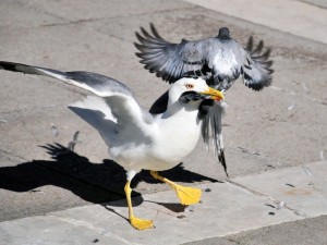 Create meme: tern, gull, birds