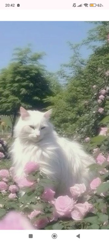 Create meme: cat Angora, the white Angora cat, The Siberian Angora cat is white