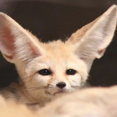 Create meme: fennec, big - eared fox, desert fox fenek
