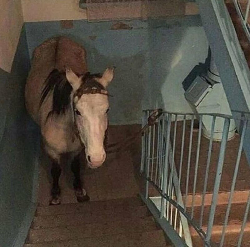 Create meme: entrance , horse in the apartment, horse in the entrance