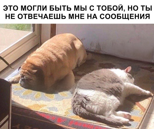 Создать мем: толстый кот, кот, обожравшийся кот