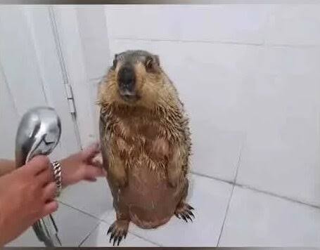 Create meme: domestic groundhog, Groundhog, The gopher is washing