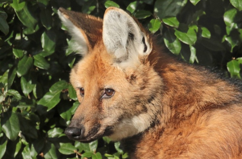 Create meme: maned wolves, maned brown wolf, maned wolf