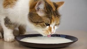 Create meme: cat , a cat lapping milk, the cat drinks milk