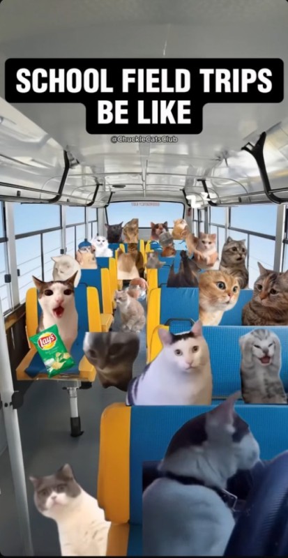 Create meme: the cat on the bus, a cat on the bus, cats 