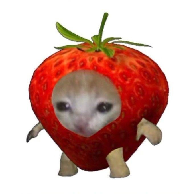 Create meme: cats fruits, animals cute, strawberry 