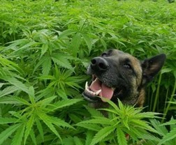 Create meme: animal, hemp field