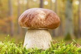 Создать мем: ложные грибы, белый гриб, боровик белый гриб