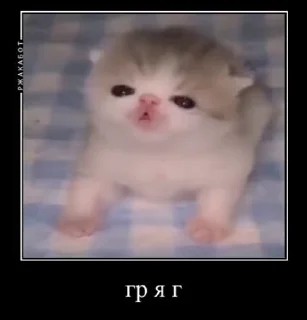 Create meme: cute kitty, cute little cats, funny kitten