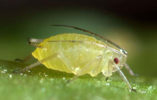 Create meme: peach greenhouse aphid, myzus persicae, aphid