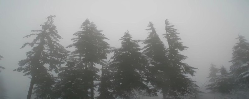 Create meme: nature , fog forest, blurred image