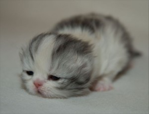 Create meme: cute kittens, cute cats, animals cute