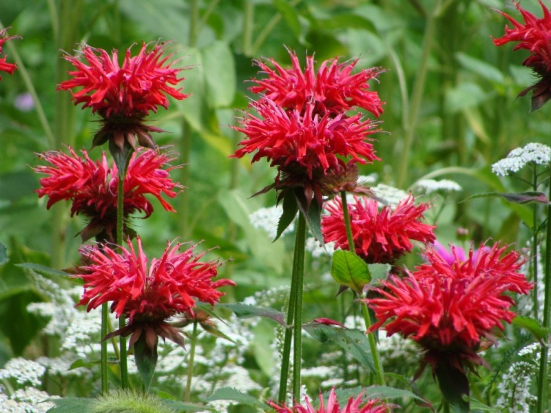 Create meme: monarda plant, monarda, bergamot monarda