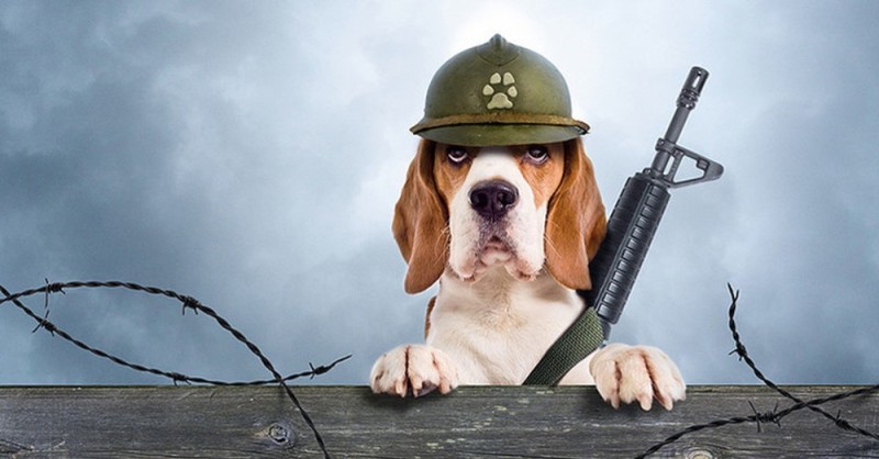 Создать мем: военная собака, собака в каске военной, собака в каске с винтовкой