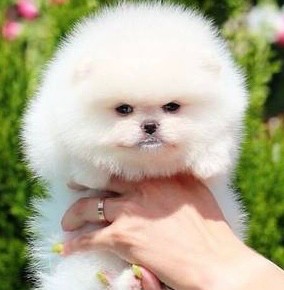 Create meme: pomeranian pomeranian boo, breed Pomeranian, pomeranian white