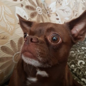 Create meme: Chihuahua, Chihuahua chocolate