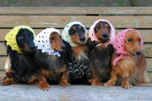 Create meme: pictures of dachshunds with captions, the nature of the Dachshund girls, to grandmother from grandmother's Dachshund